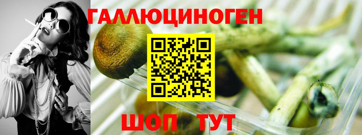 Дедовск  где продают наркотики  Вход с VPN  Псилоцибиновые грибы Psilocybine cubensis 